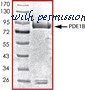 MyBioSource MBS515625 image 1