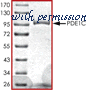 MyBioSource MBS515626 image 2