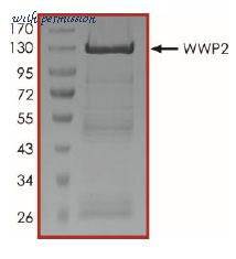 MyBioSource MBS515710 image 2