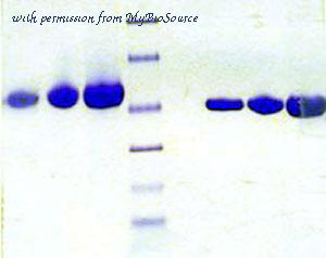 MyBioSource MBS5303627 image 1