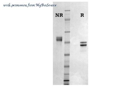 MyBioSource MBS5303635 image 1
