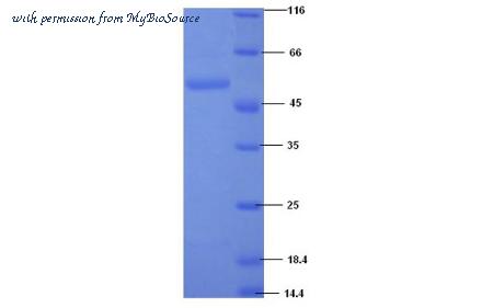 MyBioSource MBS5303660 image 1