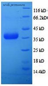 MyBioSource MBS5303672 image 1
