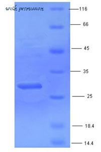 MyBioSource MBS5303673 image 1