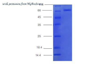 MyBioSource MBS5303810 image 1