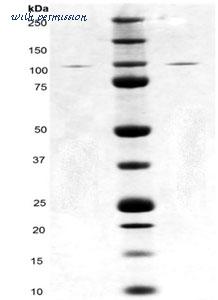 MyBioSource MBS5304199 image 1