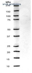 MyBioSource MBS5304199 image 2