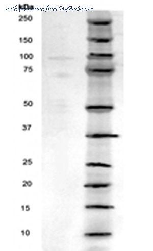 MyBioSource MBS5304199 image 3