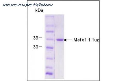 MyBioSource MBS5304522 image 1