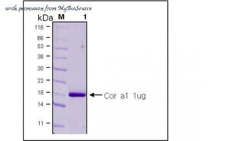 MyBioSource MBS5304600 image 1