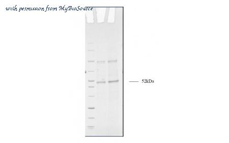MyBioSource MBS5308573 image 1