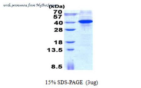 MyBioSource MBS5308835 image 1