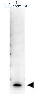 MyBioSource MBS539662 image 1