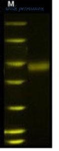 MyBioSource MBS553275 image 1