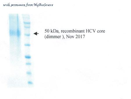 MyBioSource MBS596029 image 1