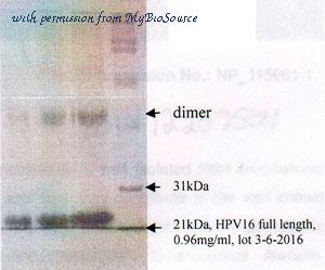 MyBioSource MBS596032 image 1