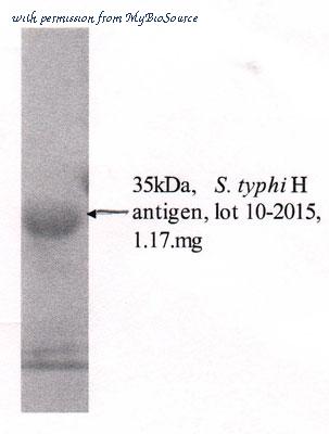 MyBioSource MBS596041 image 1