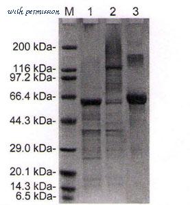 MyBioSource MBS596042 image 1
