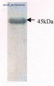 MyBioSource MBS596053 image 1