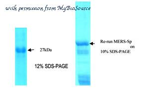 MyBioSource MBS596077 image 1