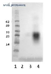 MyBioSource MBS634854 image 2