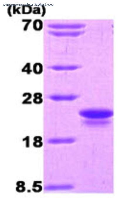 MyBioSource MBS637397 image 1