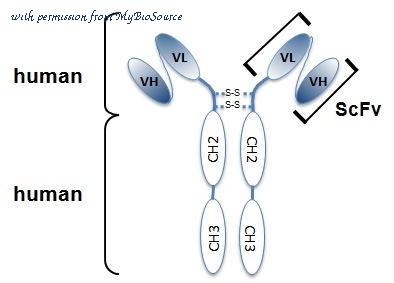 MyBioSource MBS637834 image 1