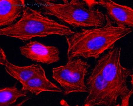 MyBioSource MBS637834 image 2