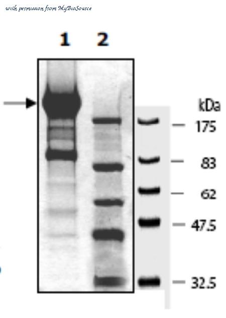 MyBioSource MBS638282 image 2
