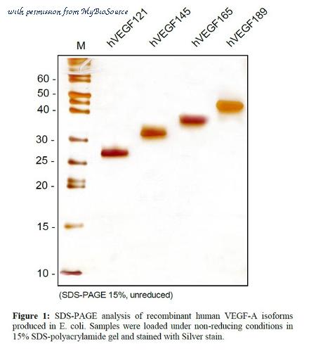 MyBioSource MBS691674 image 1