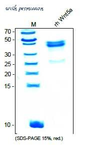 MyBioSource MBS692220 image 1