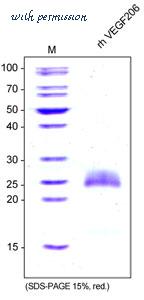 MyBioSource MBS692231 image 1