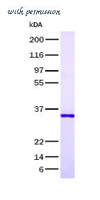 MyBioSource MBS695864 image 1