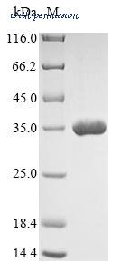 MyBioSource MBS7110874 image 1