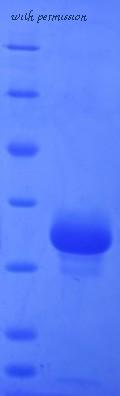 MyBioSource MBS717429 image 1