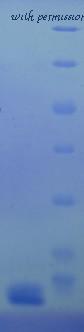 MyBioSource MBS717439 image 1