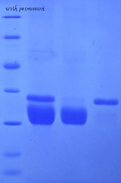 MyBioSource MBS717447 image 1