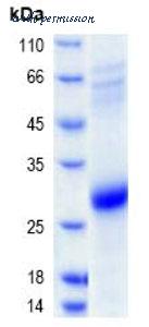 MyBioSource MBS8249882 image 1