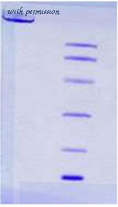 MyBioSource MBS844012 image 1