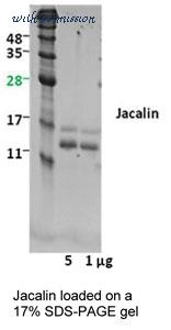 MyBioSource MBS844018 image 1