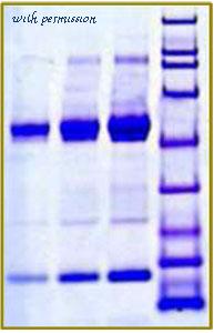 MyBioSource MBS844058 image 1