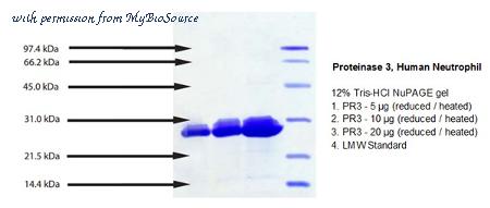MyBioSource MBS844097 image 1