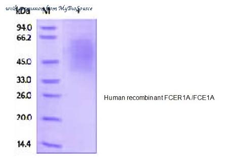 MyBioSource MBS844143 image 1