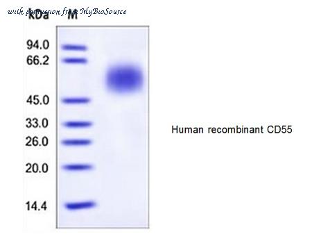MyBioSource MBS844182 image 1