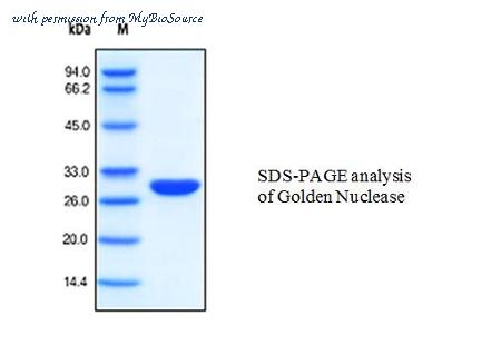 MyBioSource MBS844281 image 1