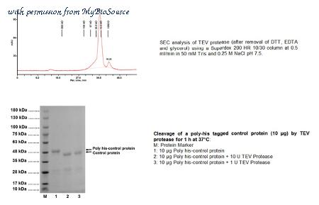MyBioSource MBS844472 image 2