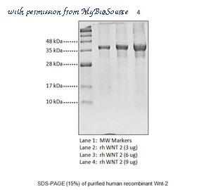 MyBioSource MBS844978 image 1