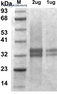 MyBioSource MBS844990 image 1