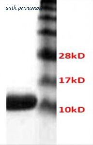 MyBioSource MBS845099 image 1