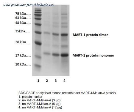 MyBioSource MBS845177 image 1